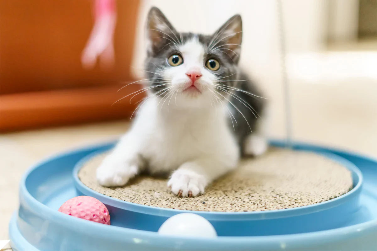 cat toys